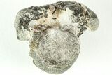 Rare Dinosaur (Hypsilophodon) Vertebra w/ Fossilized Tendons #206520-4